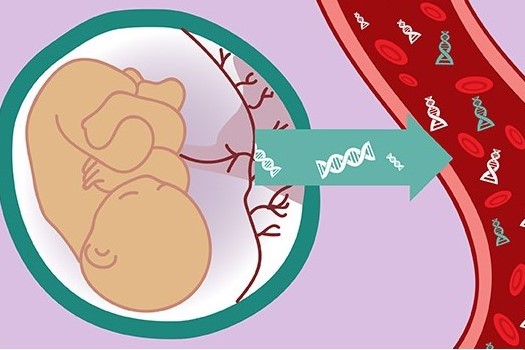 Sàng lọc trước sinh không xâm lấn NIPT | PHÒNG XÉT NGHIỆM CÔNG NGHỆ CAO  HEALTHCARE VIỆT NAM